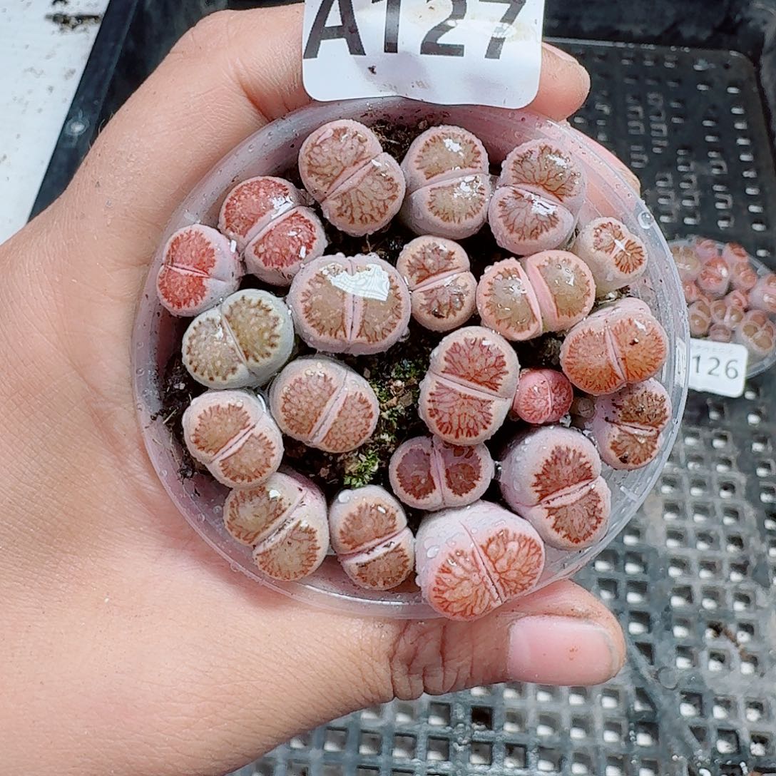 127多肉植物多肉植物