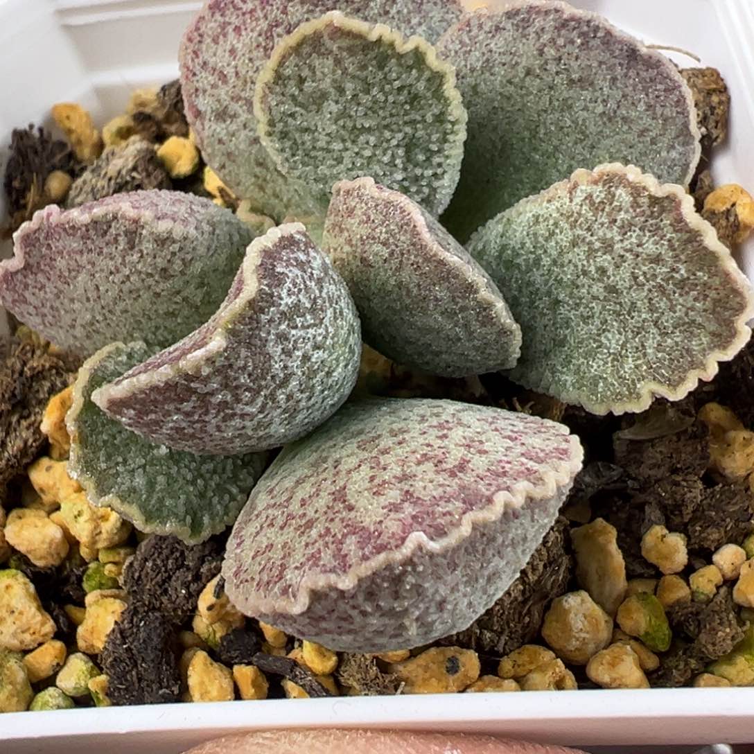 实生新品多肉植物水泡