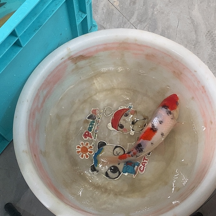 锦鲤大正锦鲤血统锦鲤