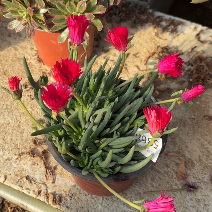 奔龙多肉植物5368