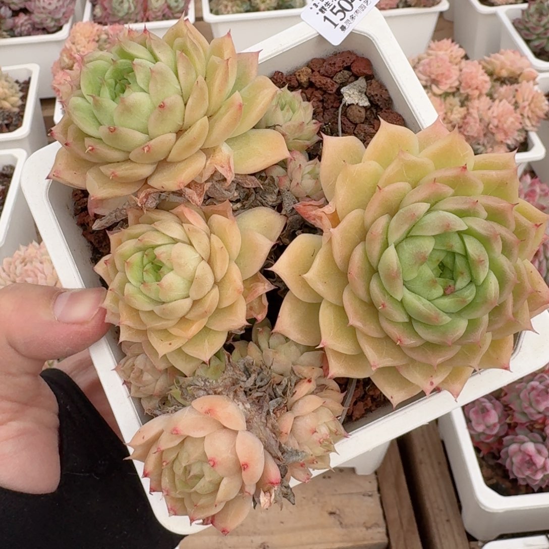 一物一拍的15046