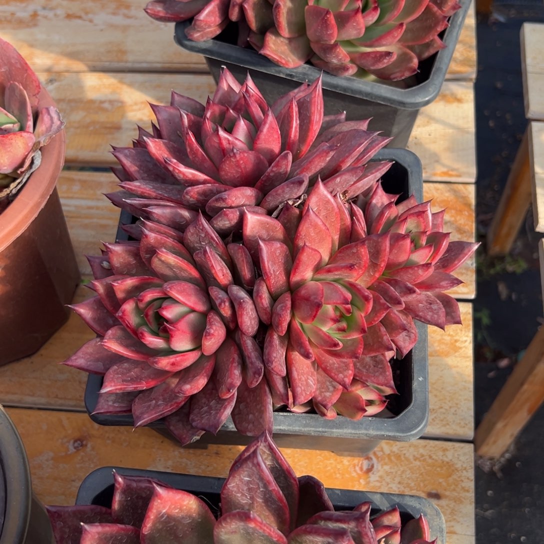 多肉粉钻【非偏远满18包邮】