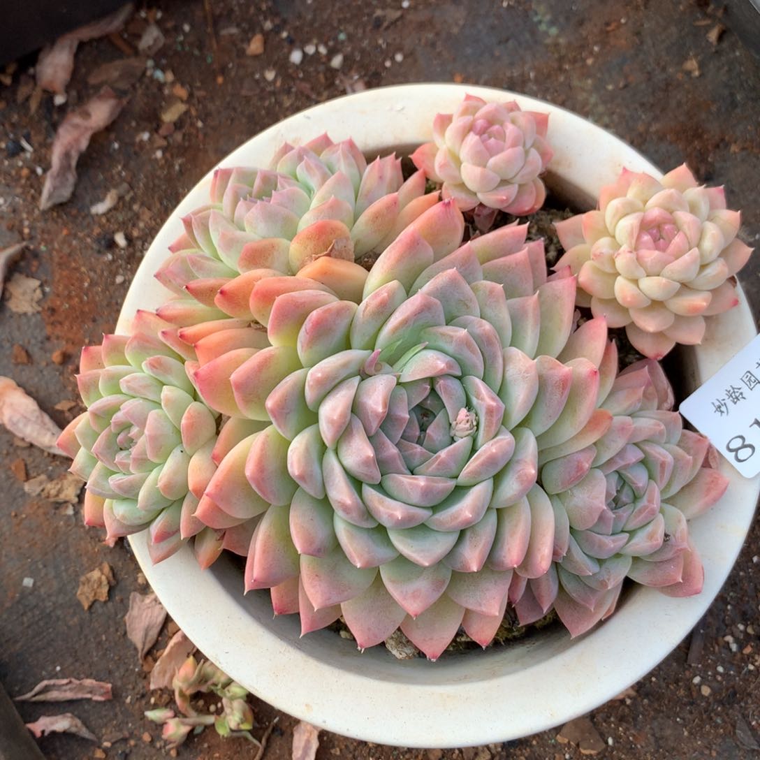 8148杂交多肉植物