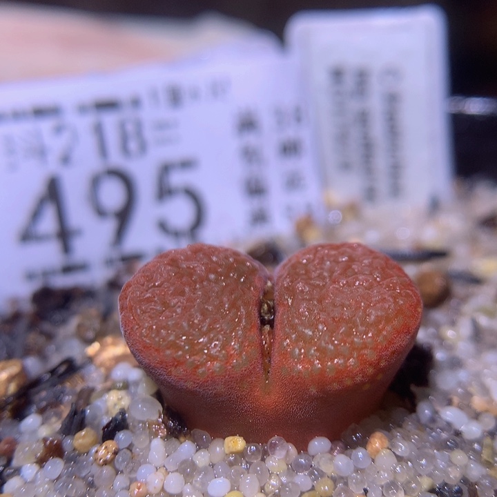 精品生石花218.495