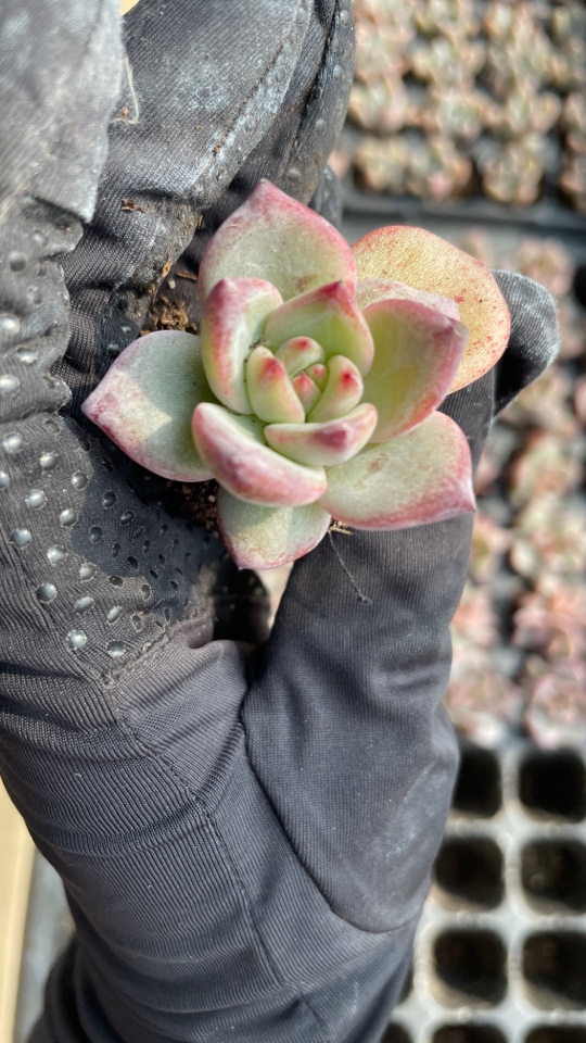 27夜魔侠多肉植物2颗