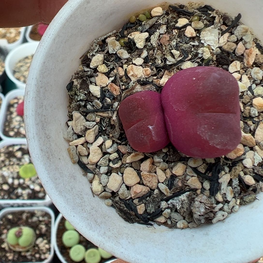 225毛汉尼双头带盆土发货