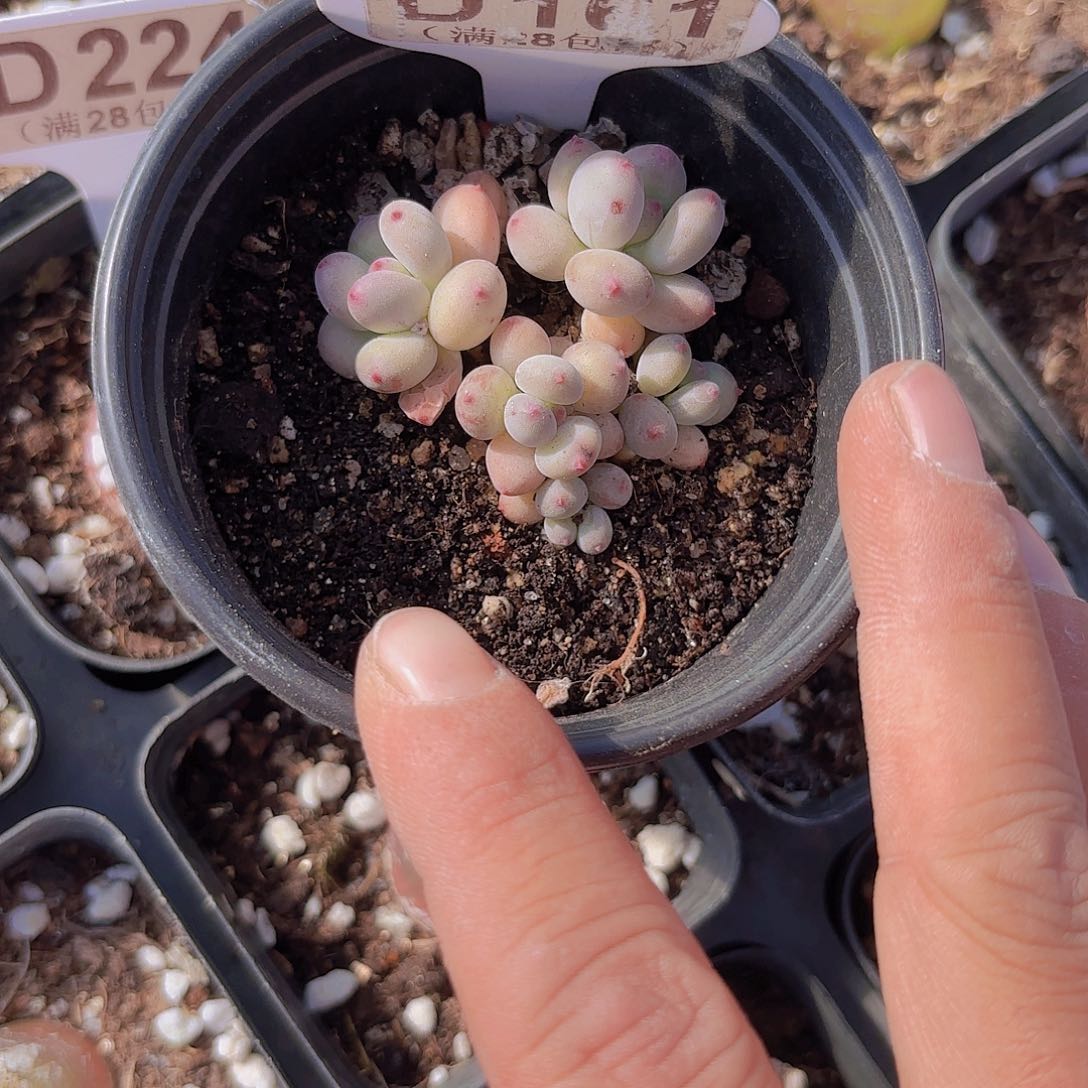 D161萤火虫一物一拍多肉