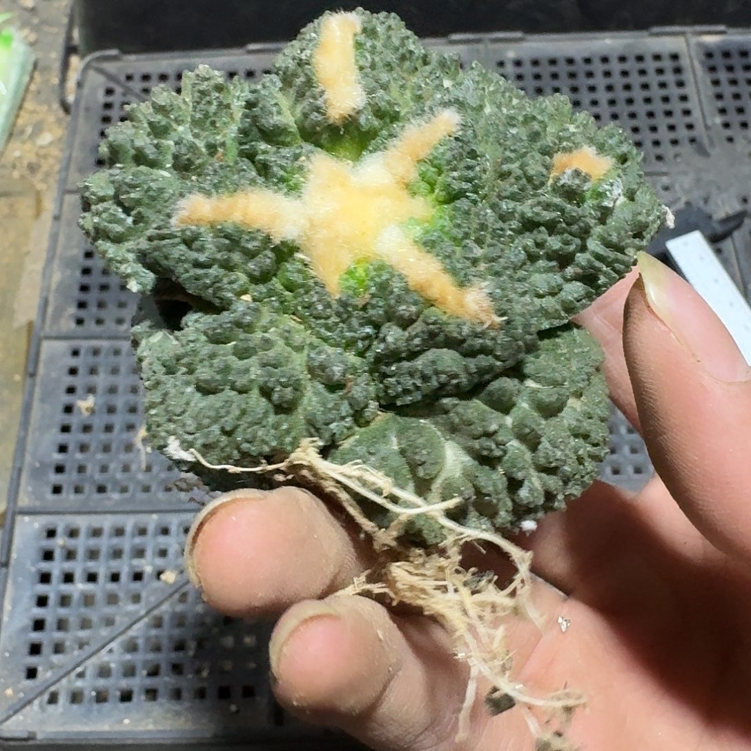 077号仙人球萝卜根