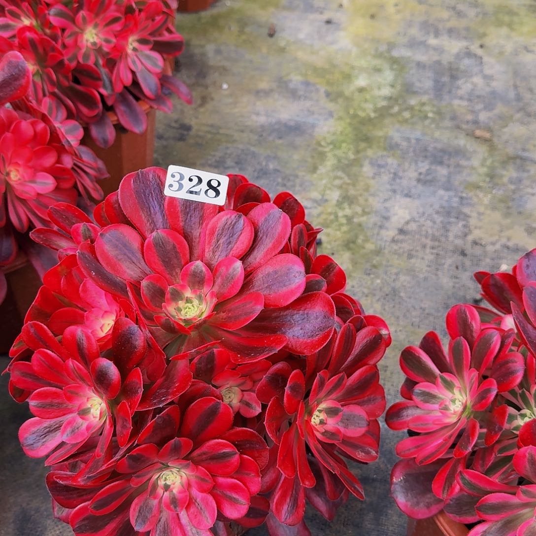 深**兰328黑金美杜莎嫩桩福利价