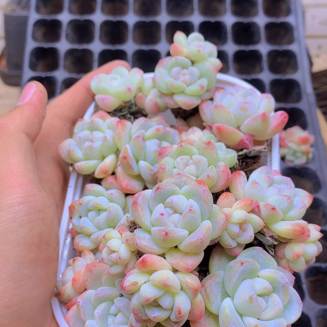 我要睡觉啦晚安了晚安了68