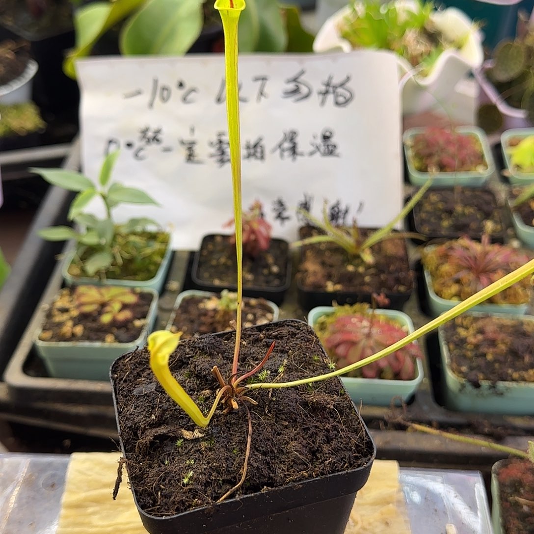 完全开放帝王黄瓶