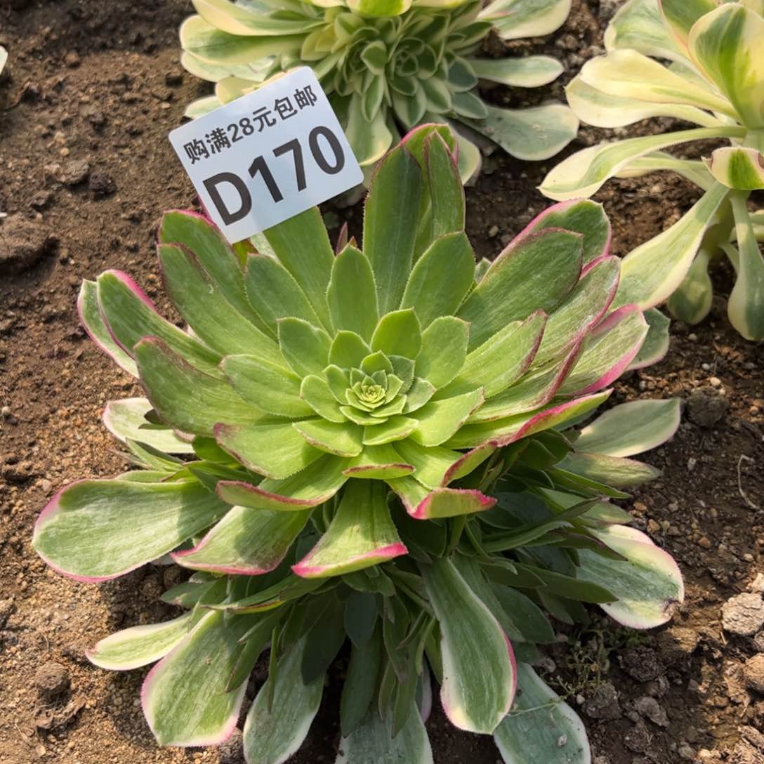 170多肉植物万彩灯