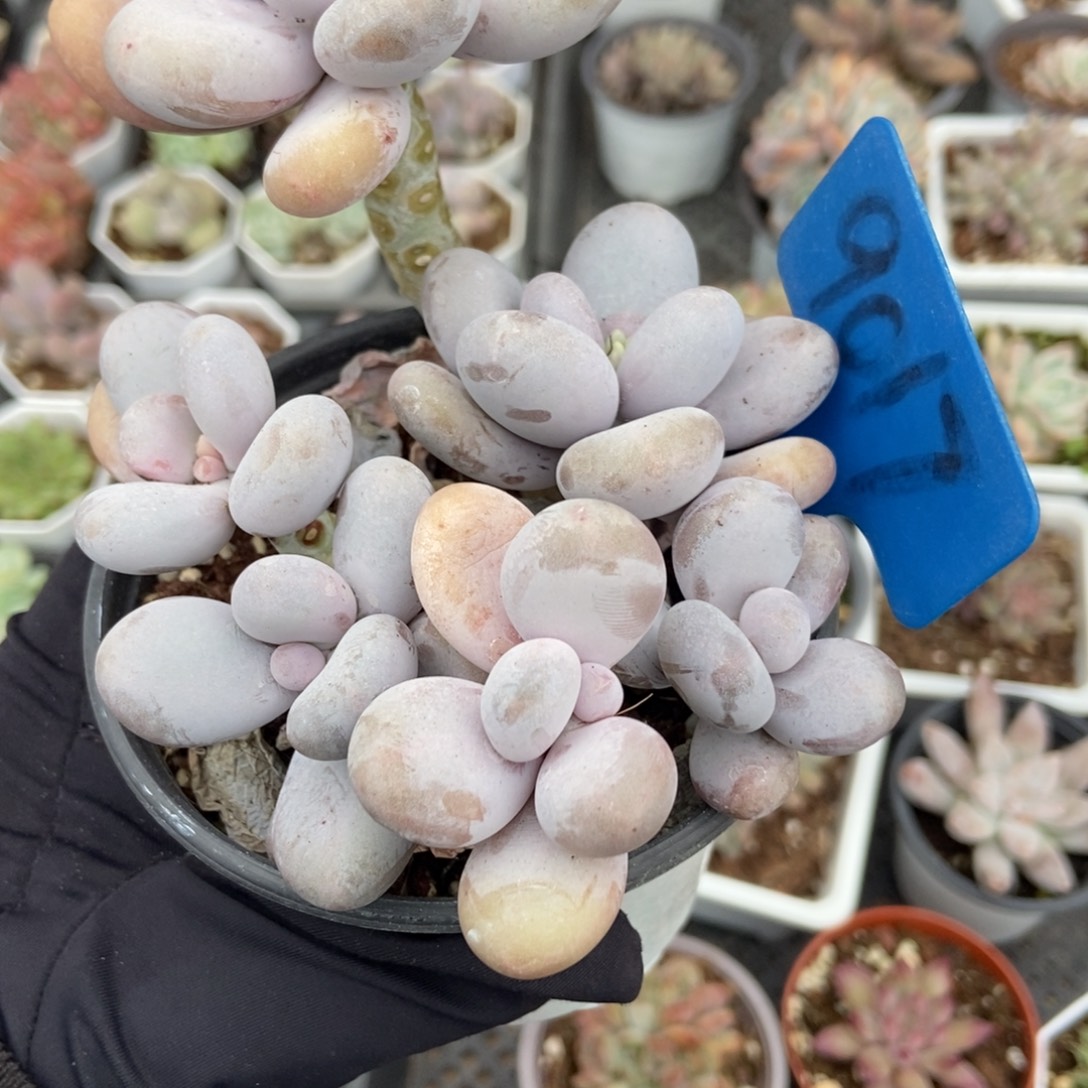 9012奶酪多肉植物了多肉