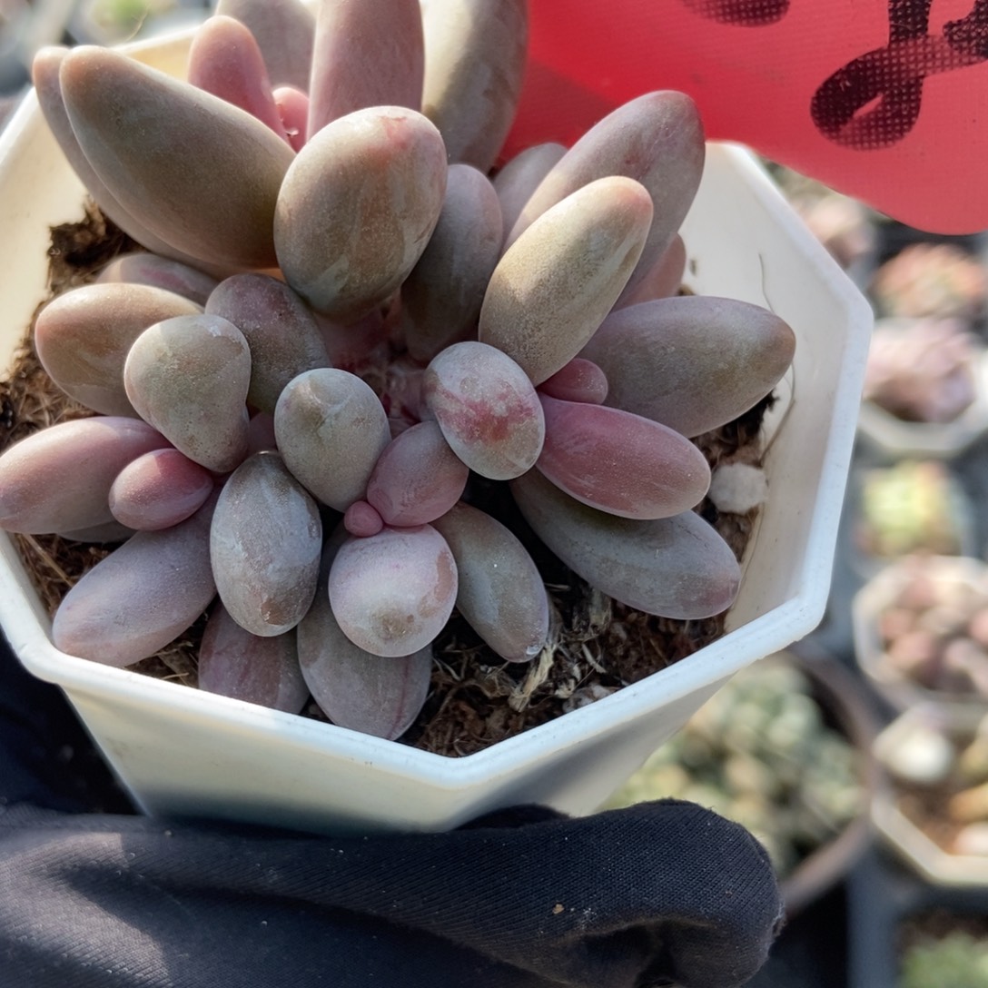 1458红手指多肉植物