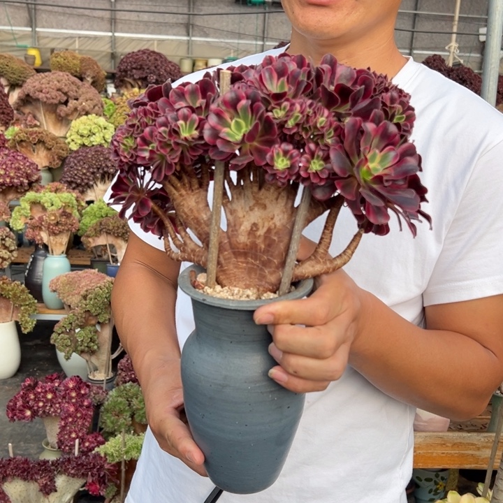 美杜莎缀化不带盆土