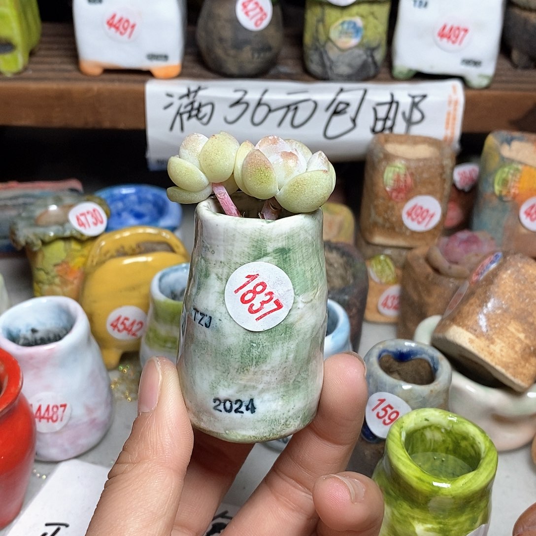 红陶拍5送一个小