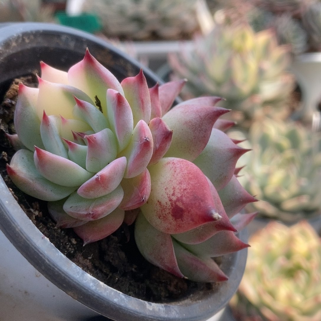 057锦锦锦锦锦锦锦锦