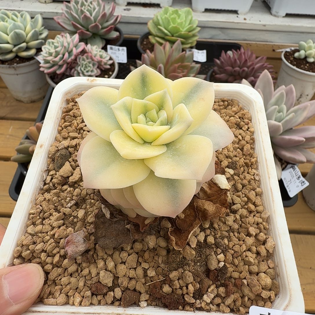 可爱玫瑰锦111109-138