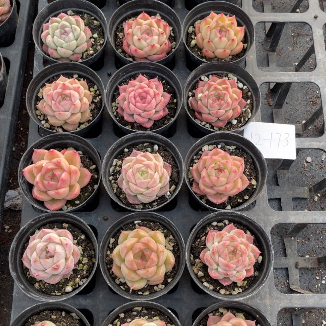 一物一拍18棵12-173