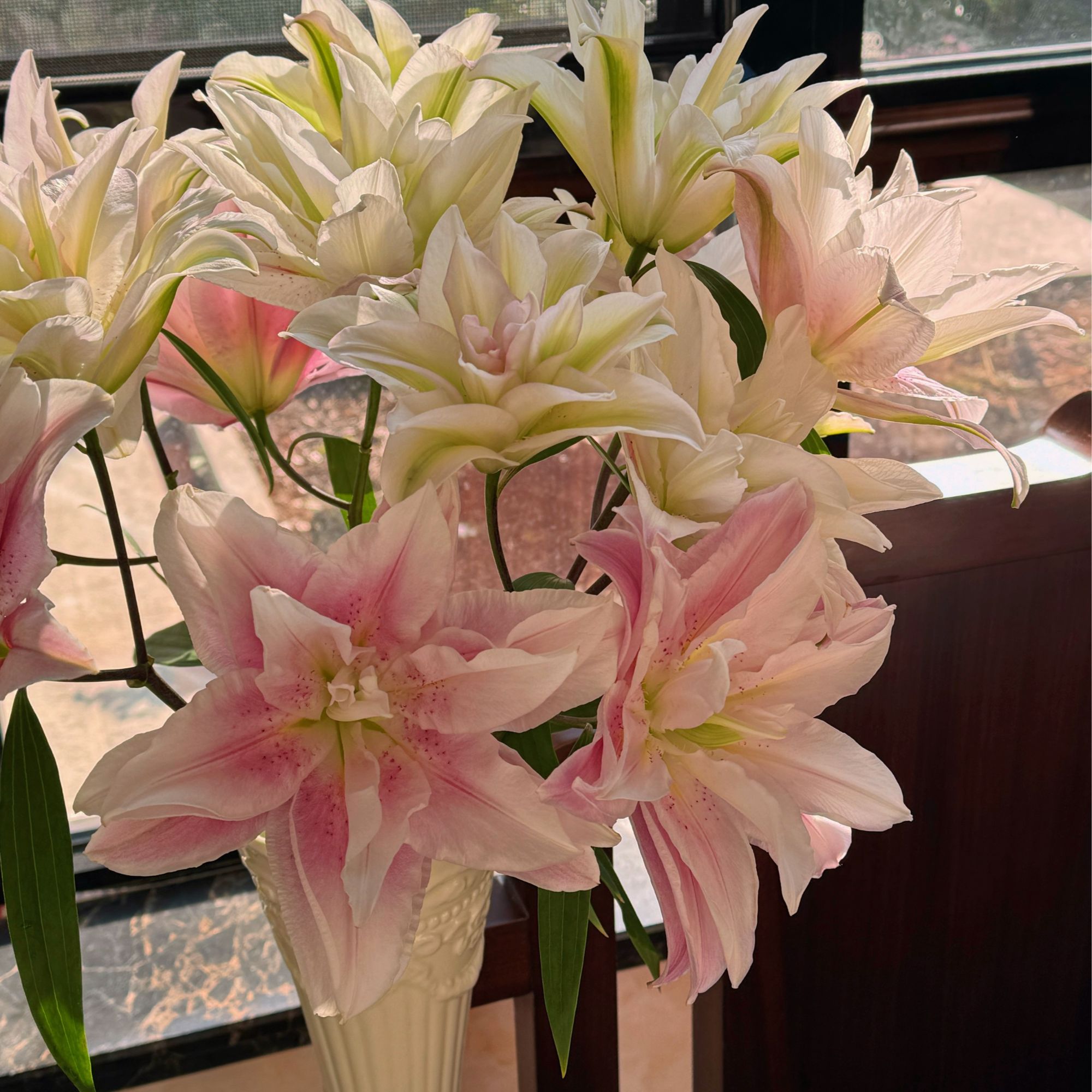 【陌上花开】多头萨拉-百合（无土栽培杆子细 花苞小 花期长~）