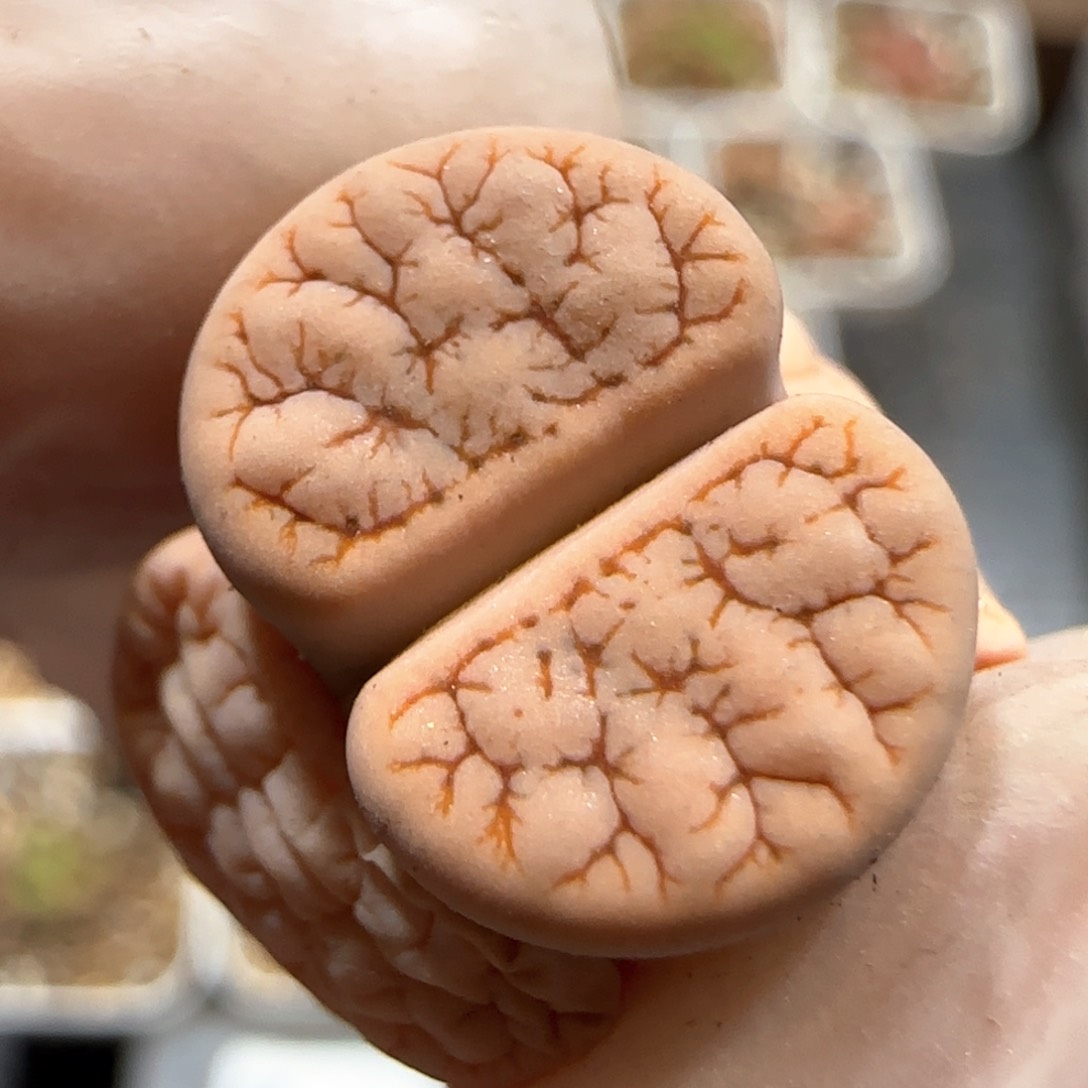 3.21。374荒玉。 5043