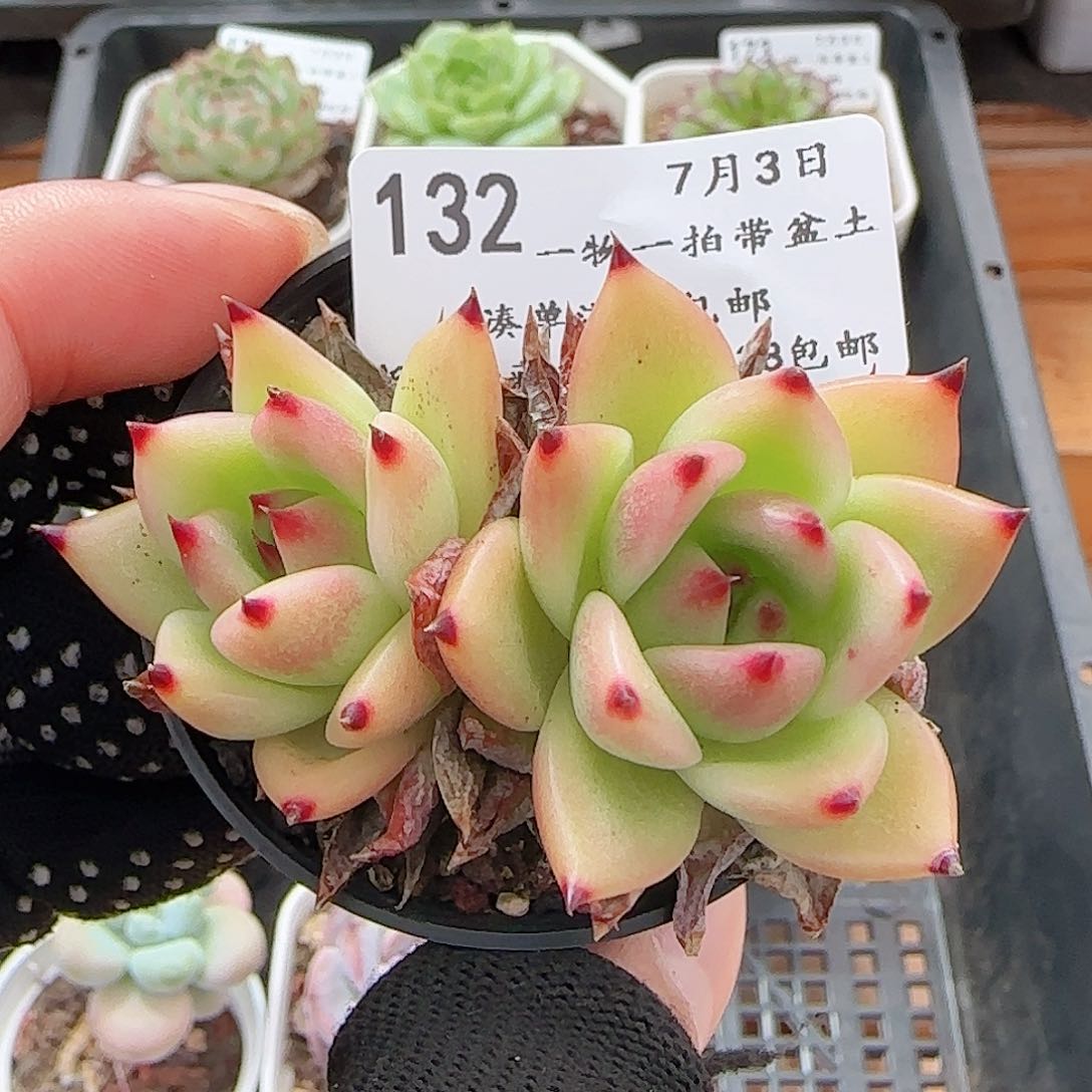 多肉0703-132蓝龙