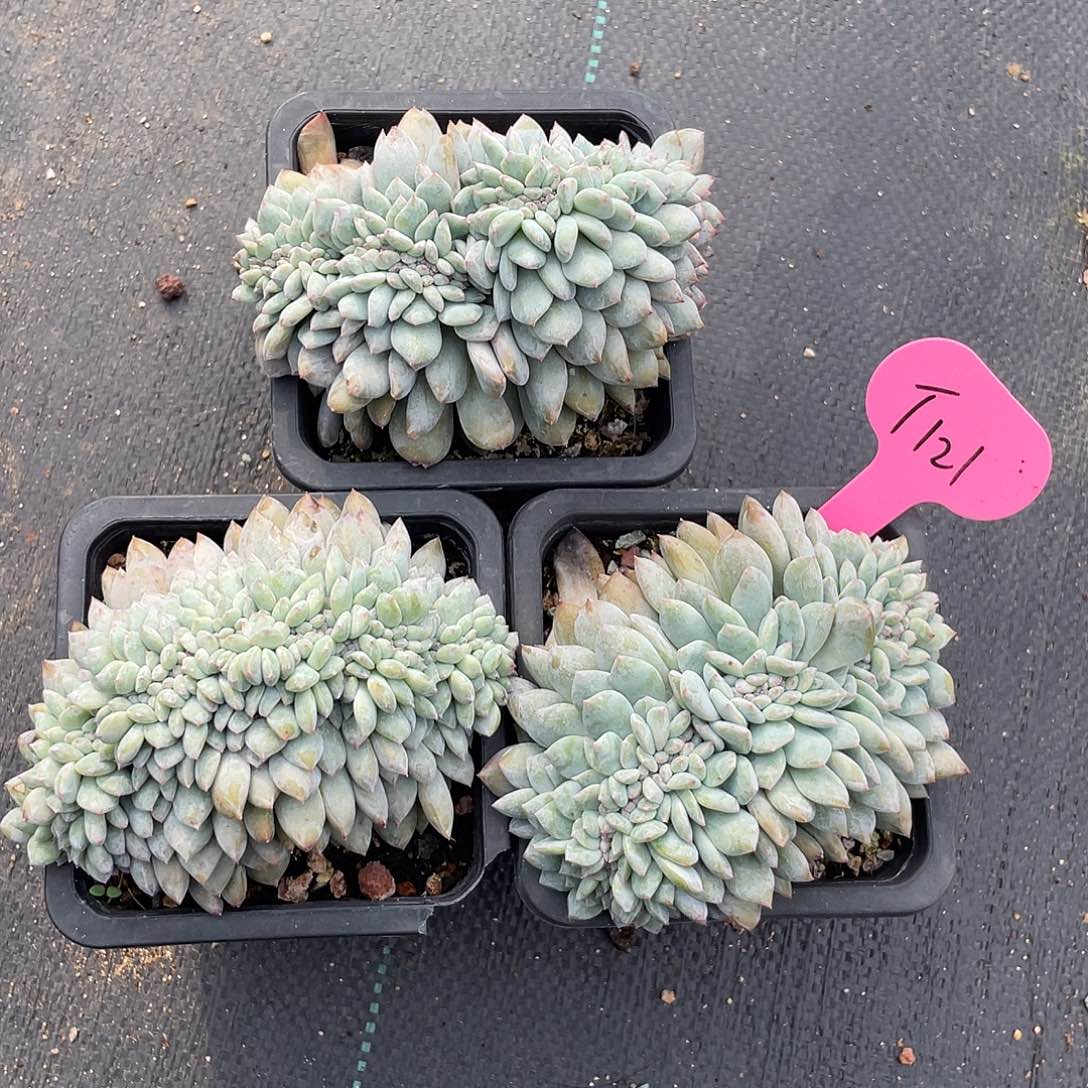 3盆石榴子星影缀化有切121