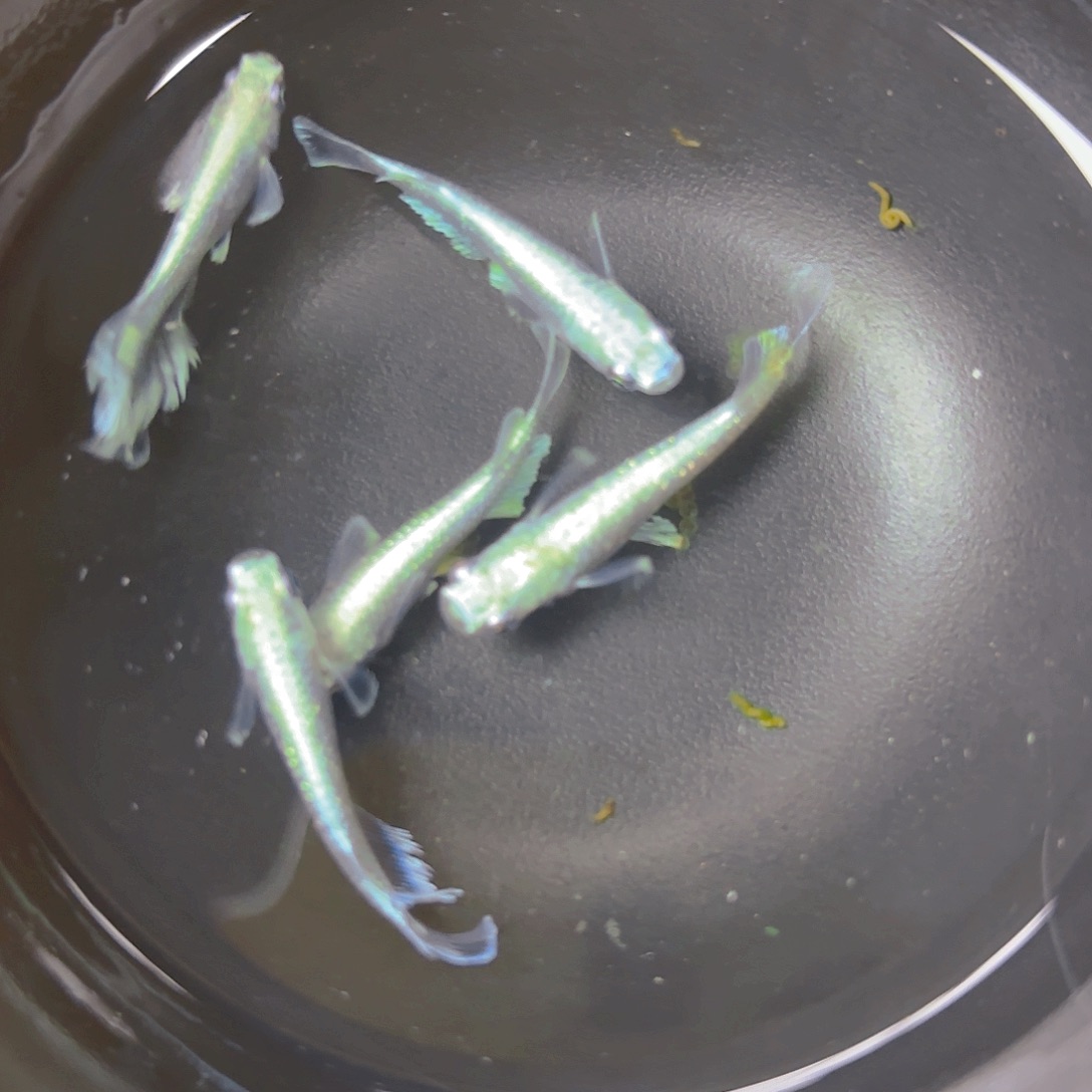 青鳉宽鳍玛丽亚，4号链接