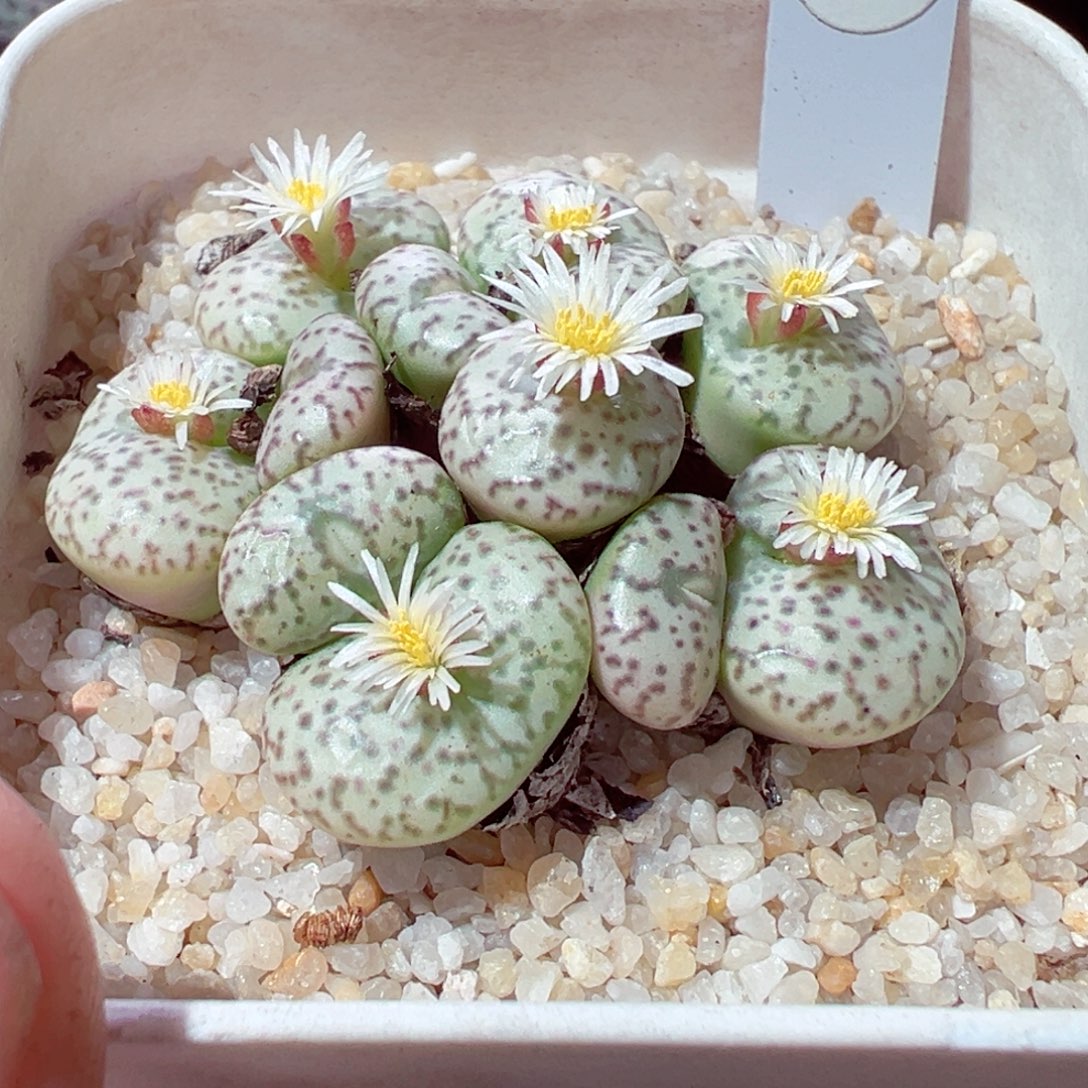 ****）1117-327多肉多肉