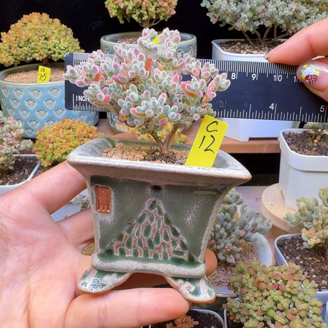 c12号冰晶带盆发货