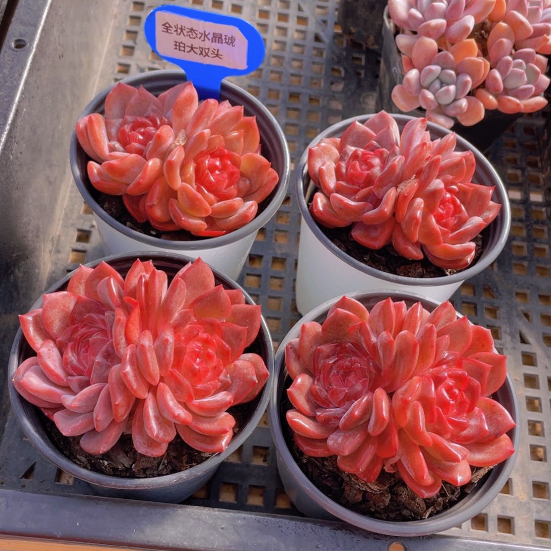 1092号 全状态水晶琥珀大双头一个