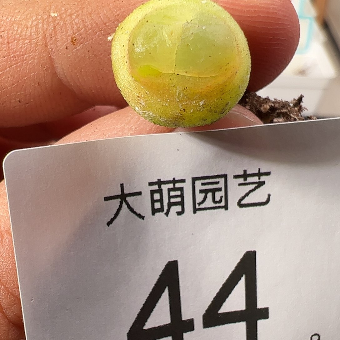 000044 一物一拍……