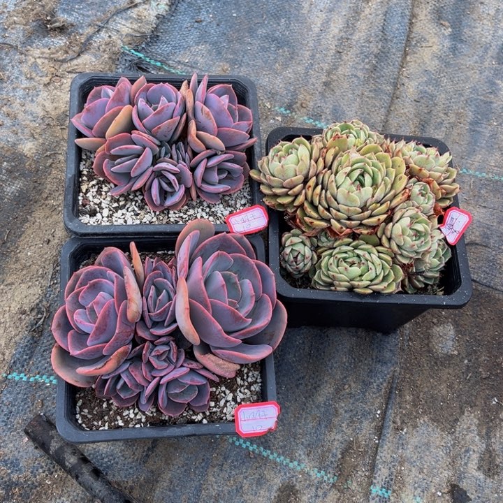 小****?尘埃玫瑰两颗笨巴一颗