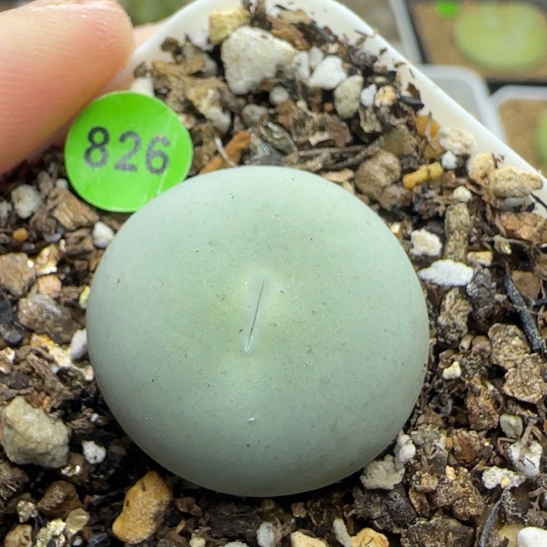 鸽子蛋2.4+多肉植物826