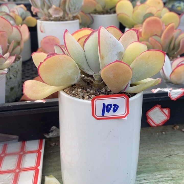 半*紗一物一拍白眉多肉100