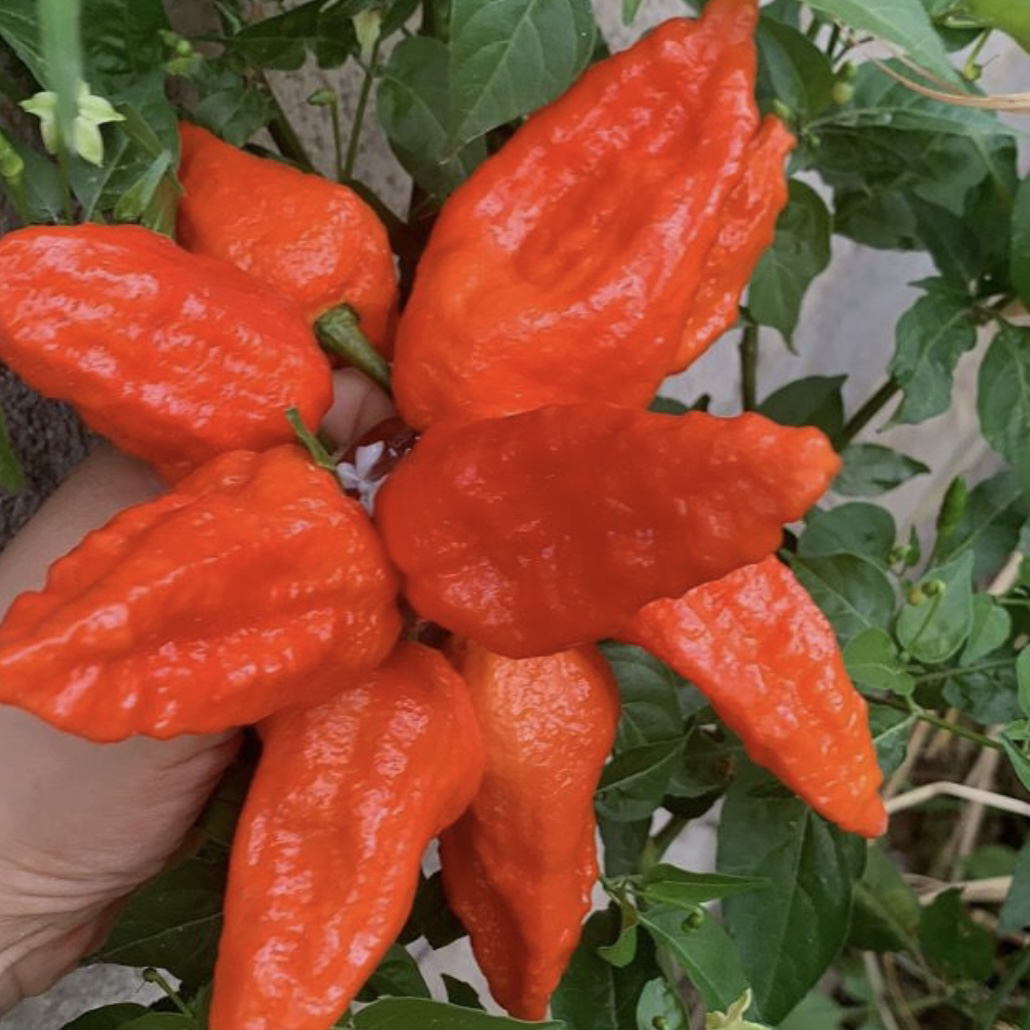 云南德宏新鲜涮涮辣魔鬼辣椒傣族特产（不能吃辣椒的慎拍）