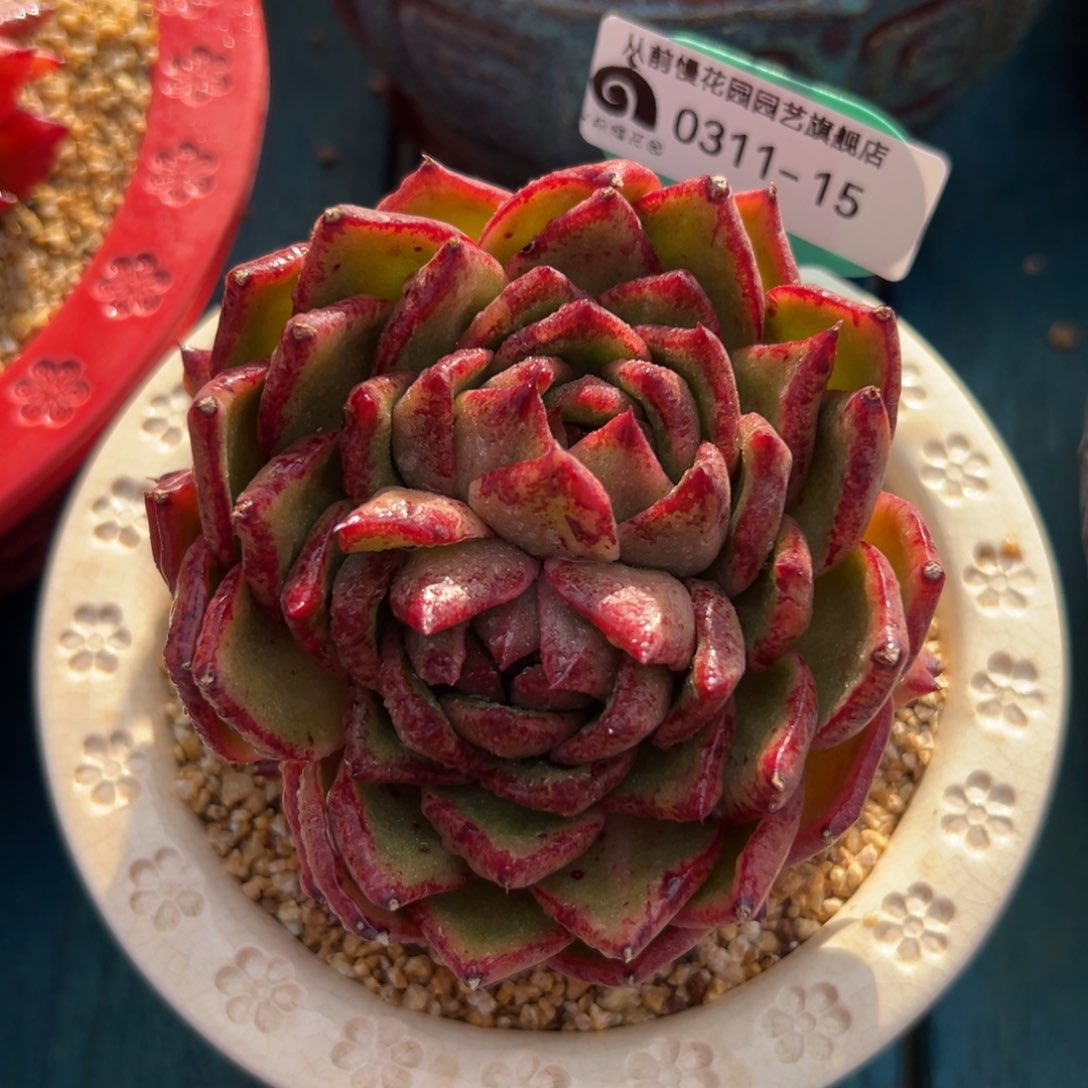 多肉一物一拍0311-15