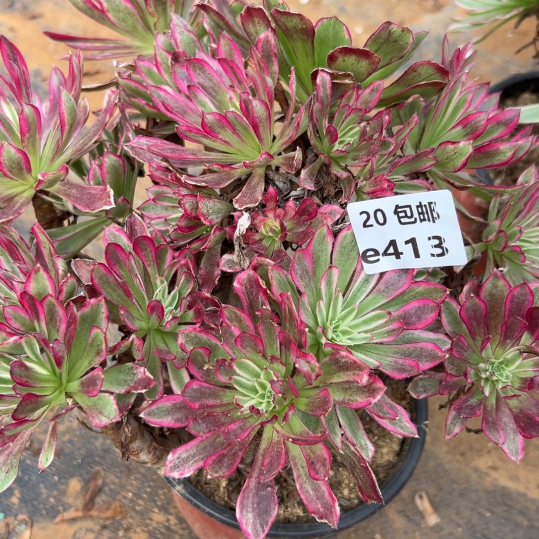 413仙墨，多破法师