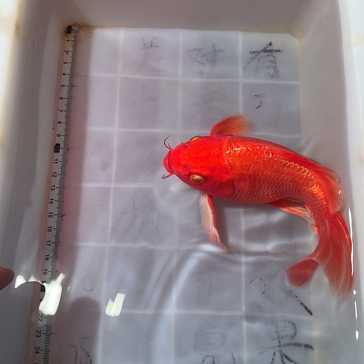 蝴蝶鲤鱼渔场直发49