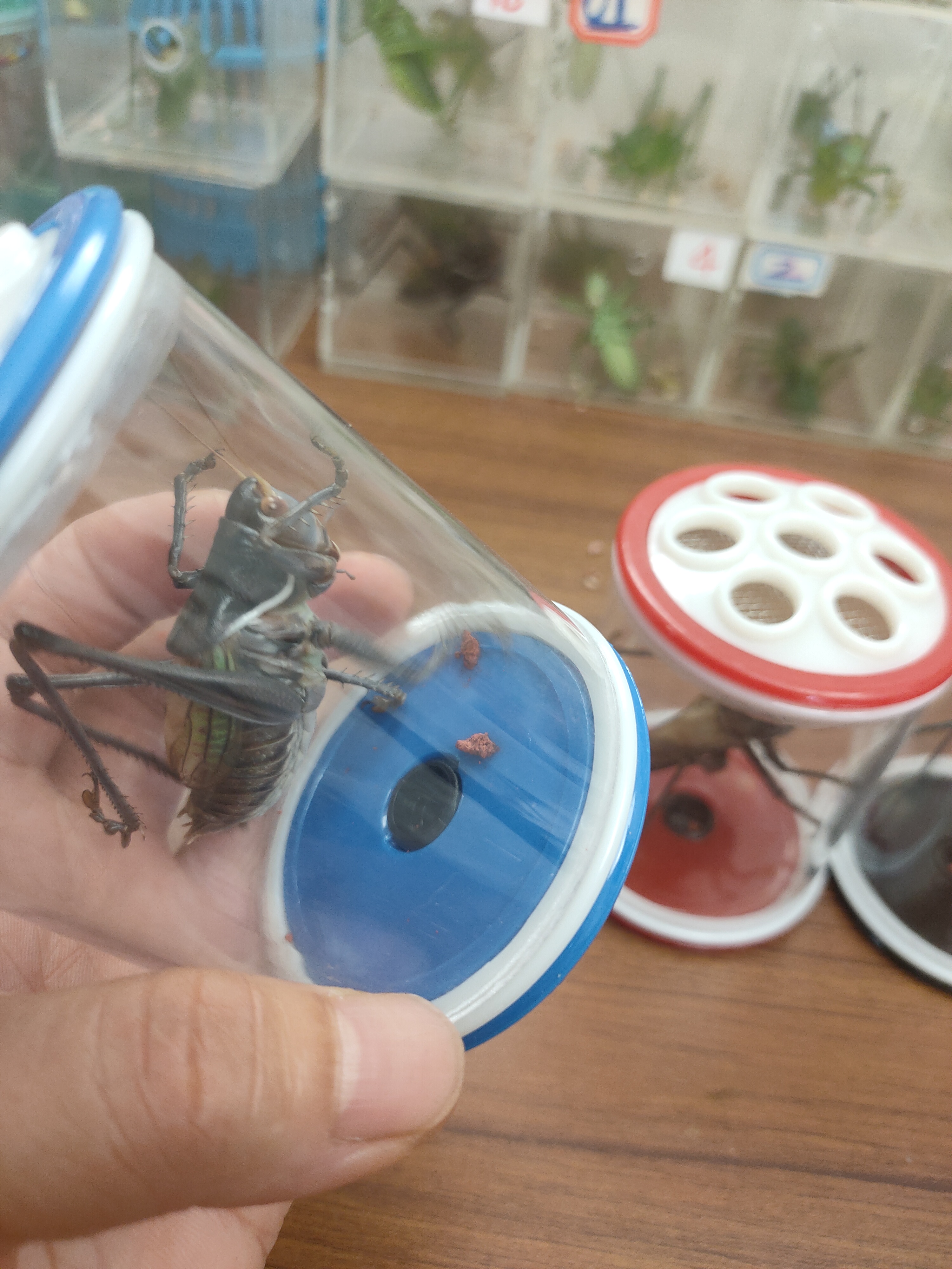 养殖铁蝈蝈1只蝈蝈＋2个压叫罐