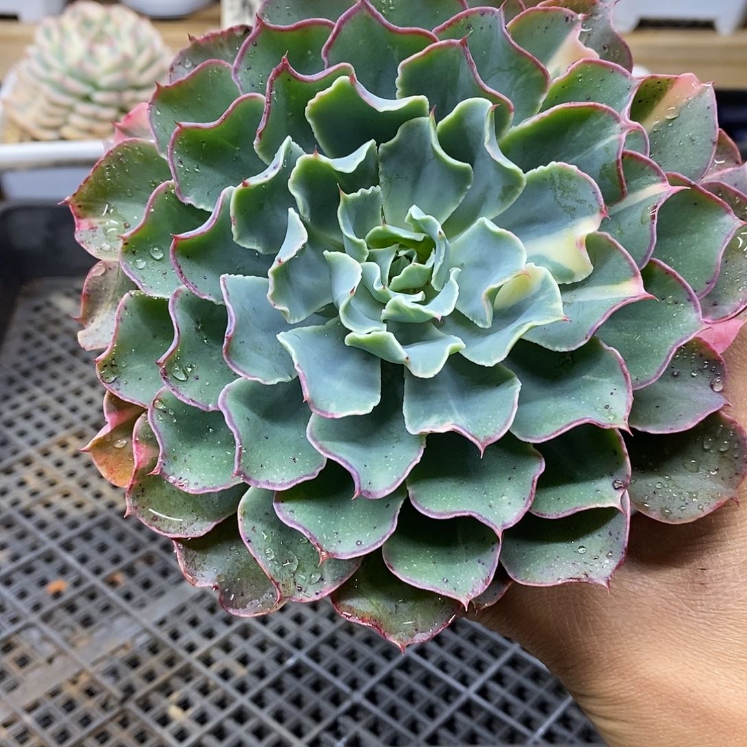 0117 海啸带锦多肉