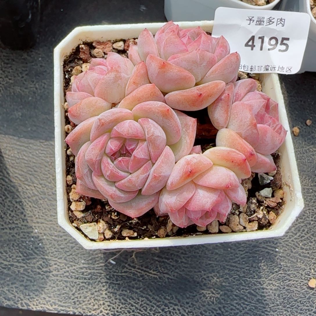 琴心群，4195多肉植物