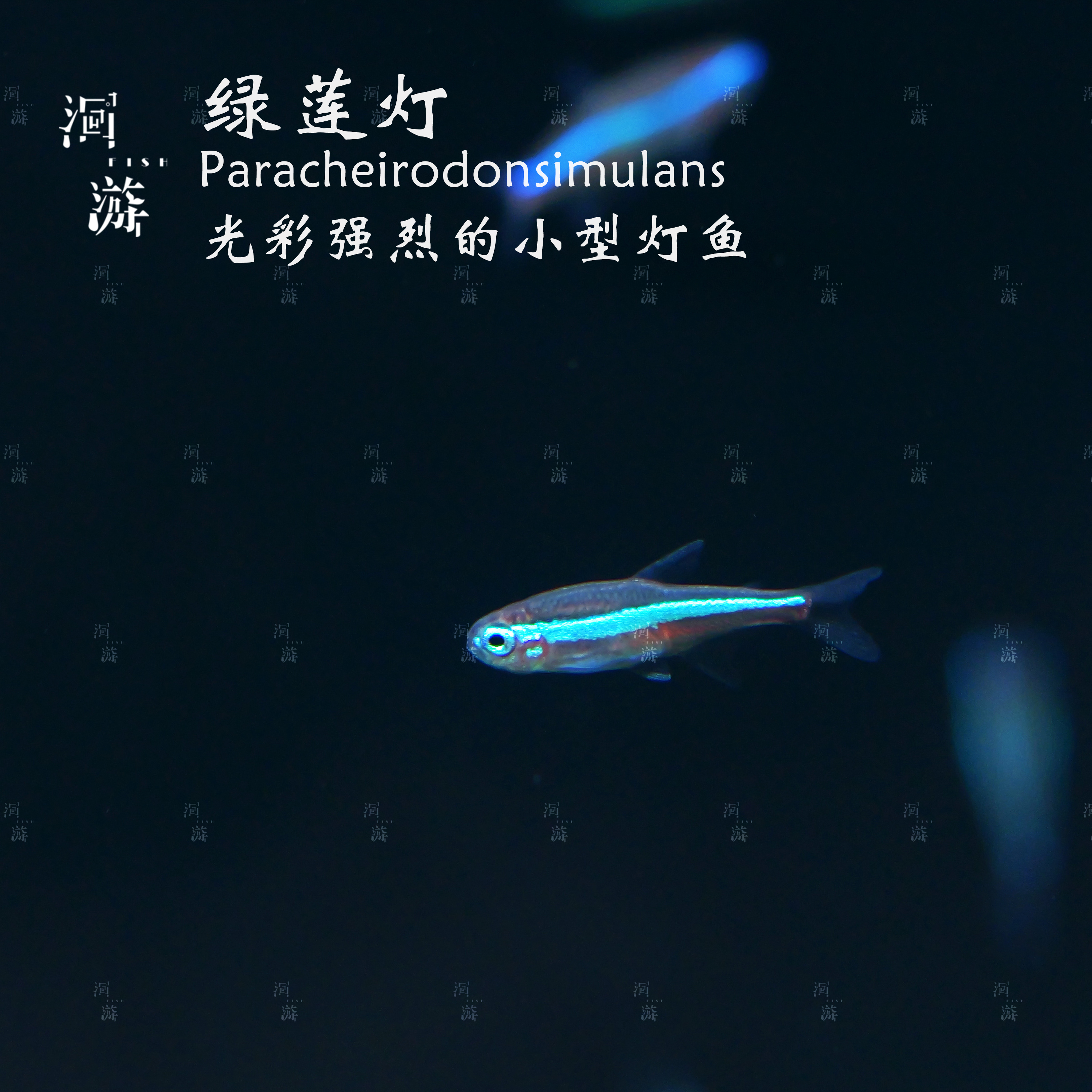 【洄游】绿莲灯 灯鱼南美热带观赏鱼小鱼混养/定水检疫/满100包邮