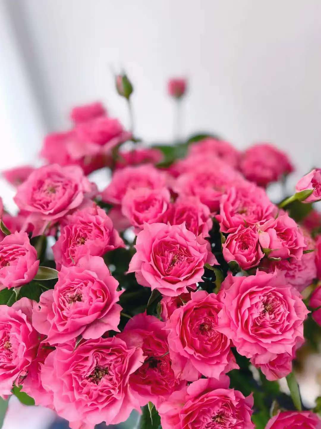 多头泡泡小玫瑰—苏菲宝贝，云南昆明基地直发成品花水养花