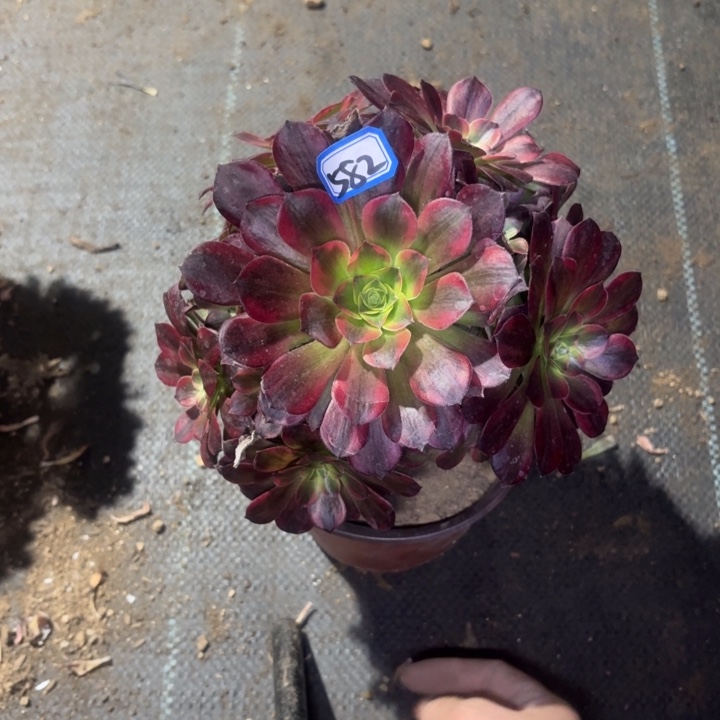 一物一拍多肉安娜582