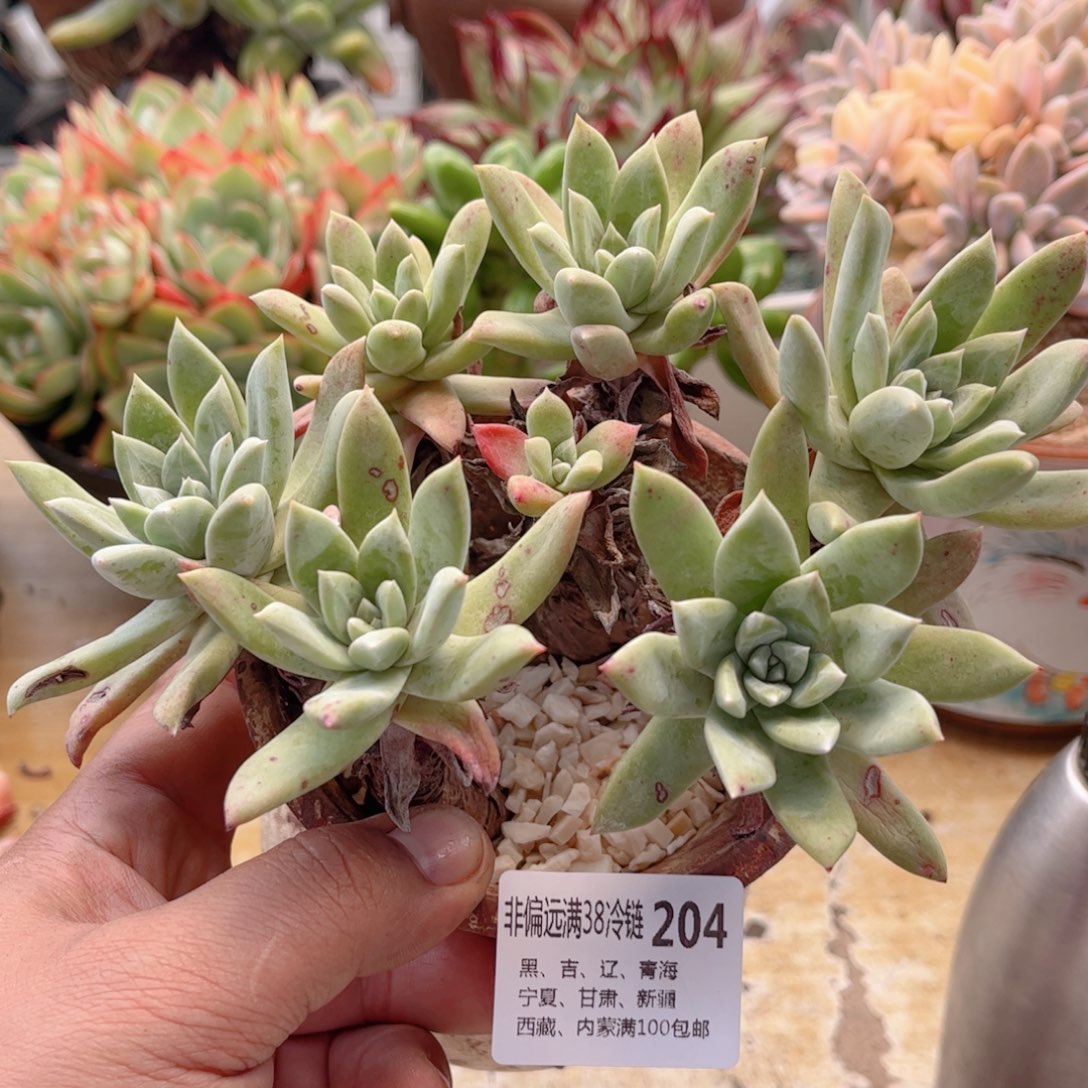 204苹果叶德华多肉