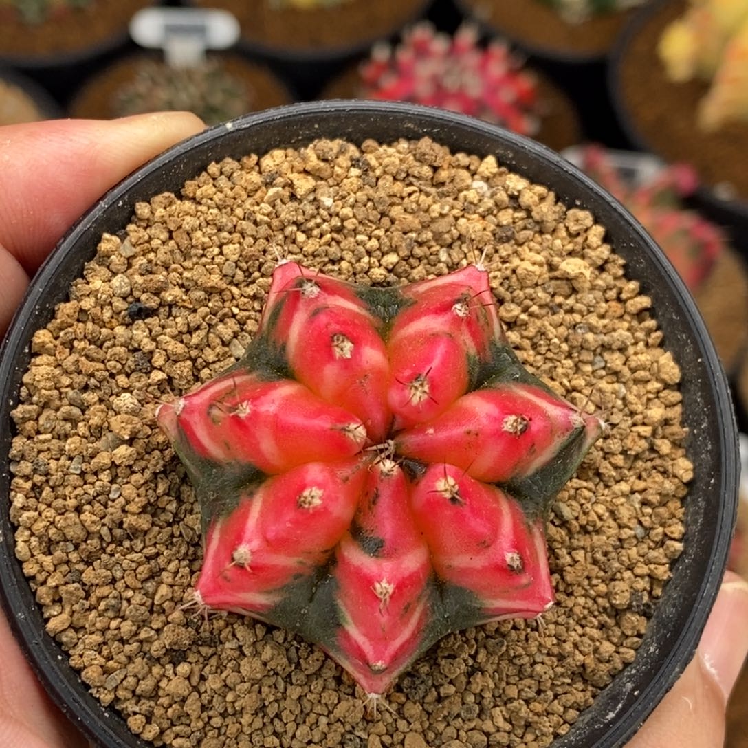 樱花0000000000019