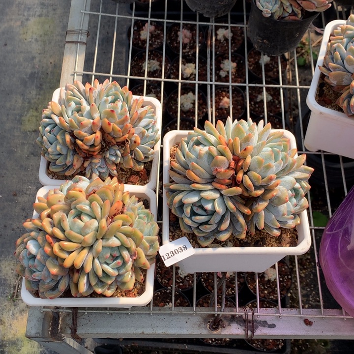 123038三个嗯嗯嗯嗯嗯嗯好