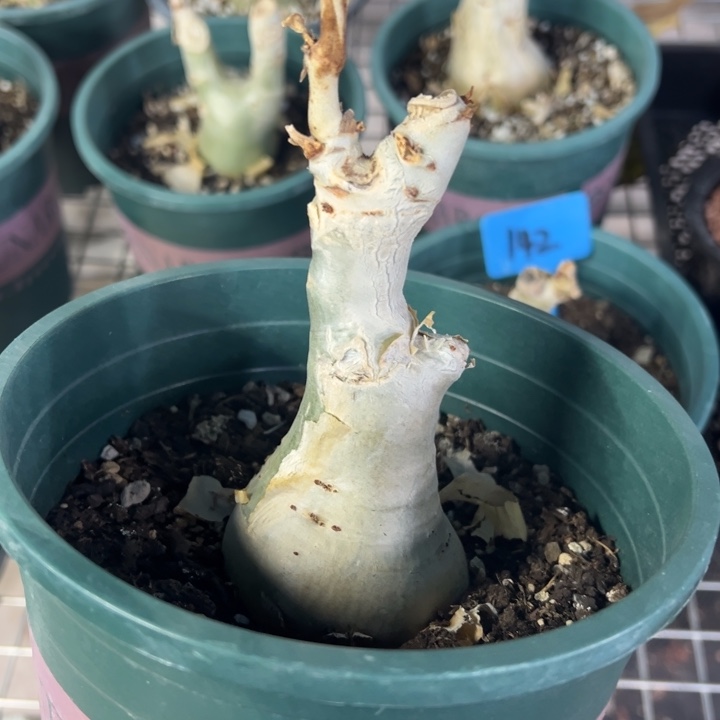 葡萄翁多肉植物！