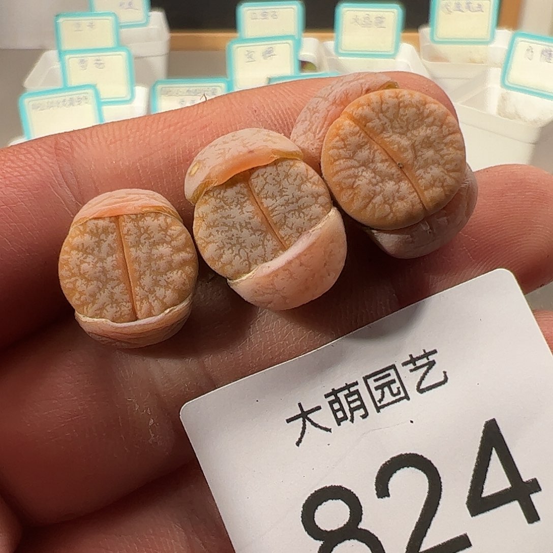 0000824 一物一拍……